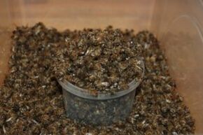L'abeille a creusé pour augmenter la puissance